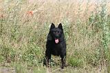 SCHIPPERKE 026